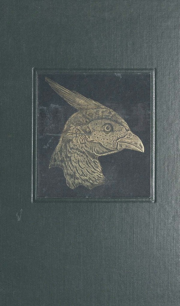 Game Shore And Water, Birds of India