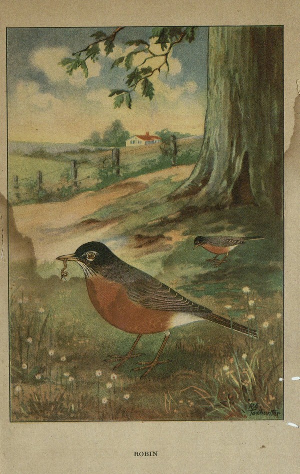 Birds, (The nature library)