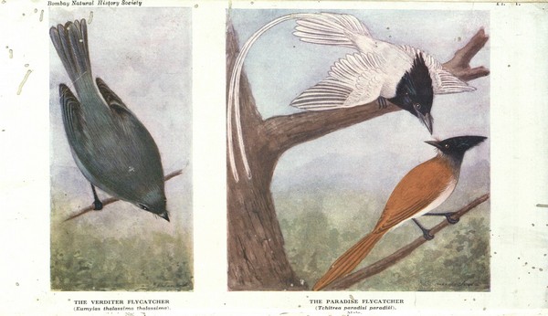 Birds of Southern India