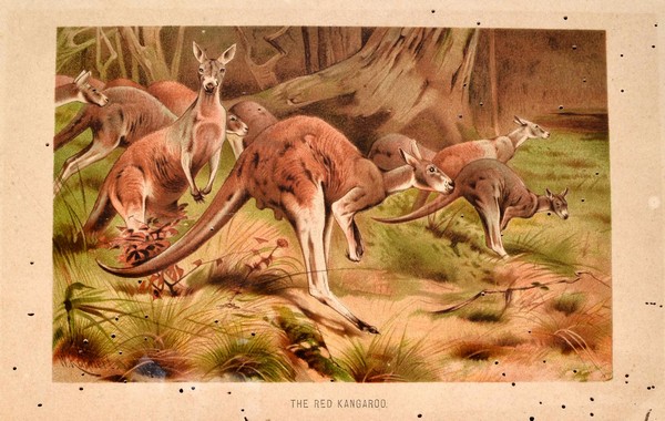 The Royal Natural History. Vol. III: Mammalsd Birds